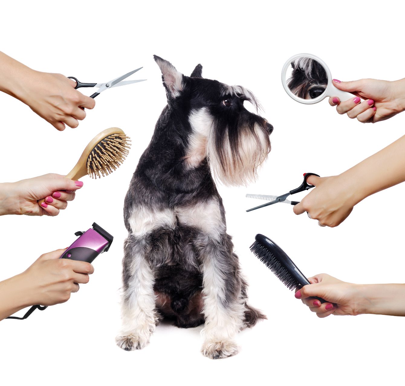 Métamorphose Toilettage et accessoires chien et chat