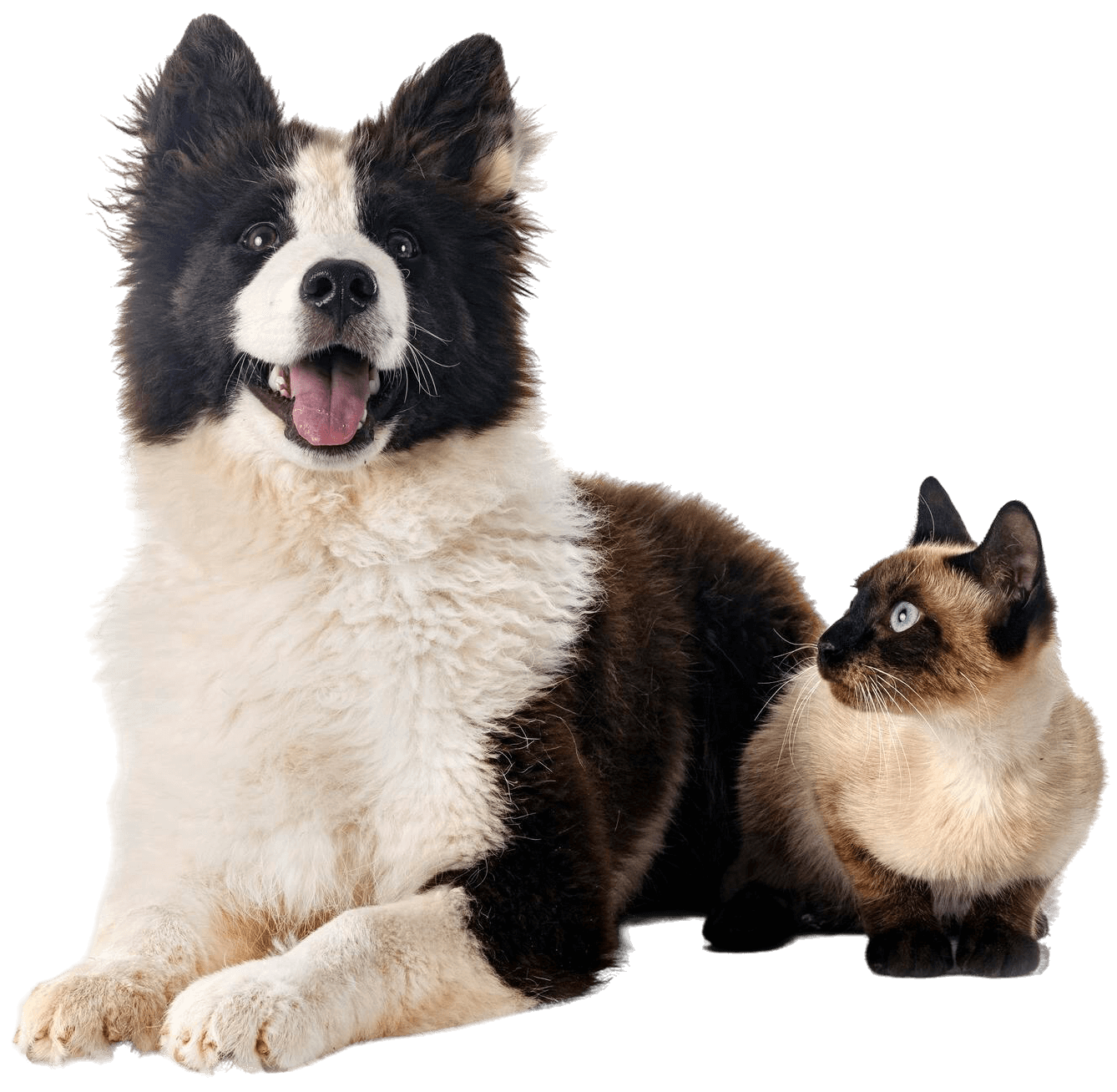 A.C.S - Métamorphose