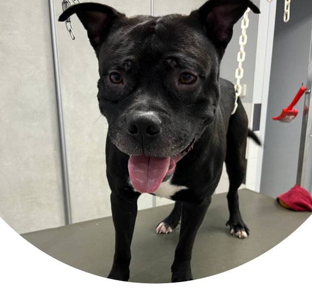 A.C.S - Métamorphose